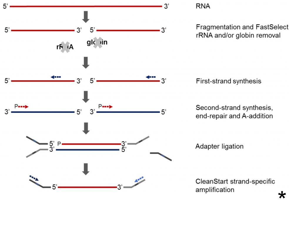 RNA Center for Epigenomics Research HKUST