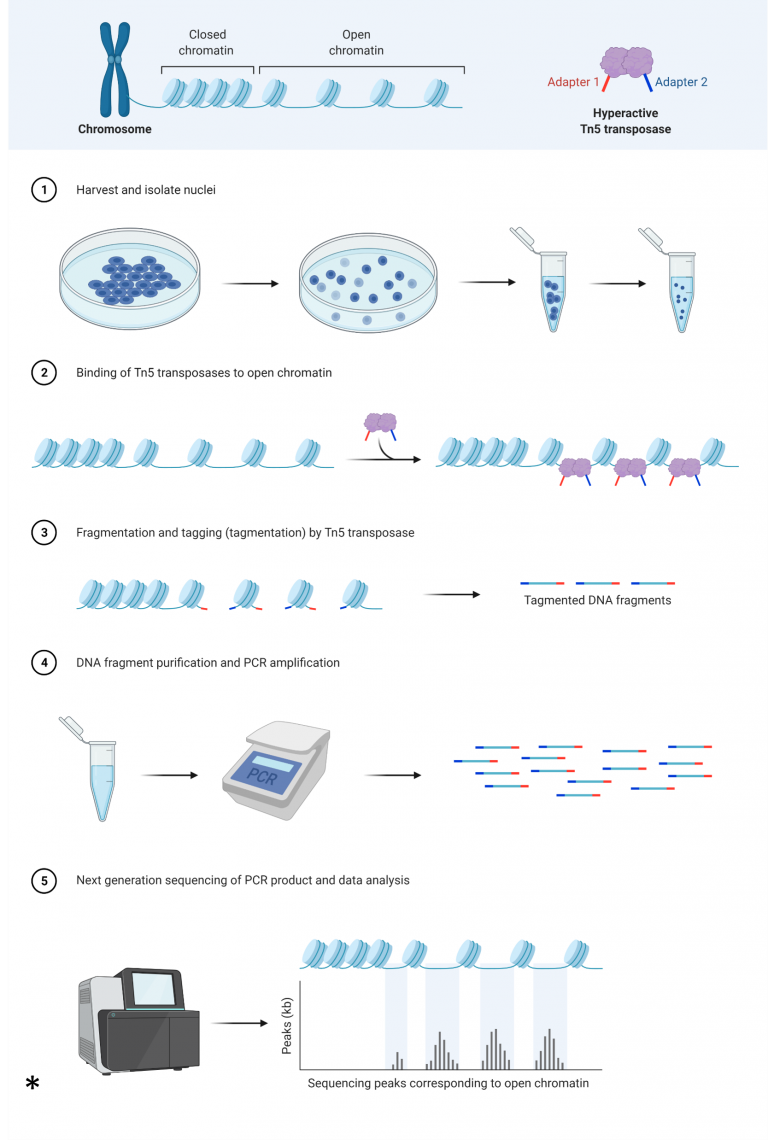 ATAC – Center for Epigenomics Research | HKUST